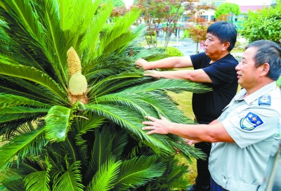 铁树开花本不易一树双花更稀奇