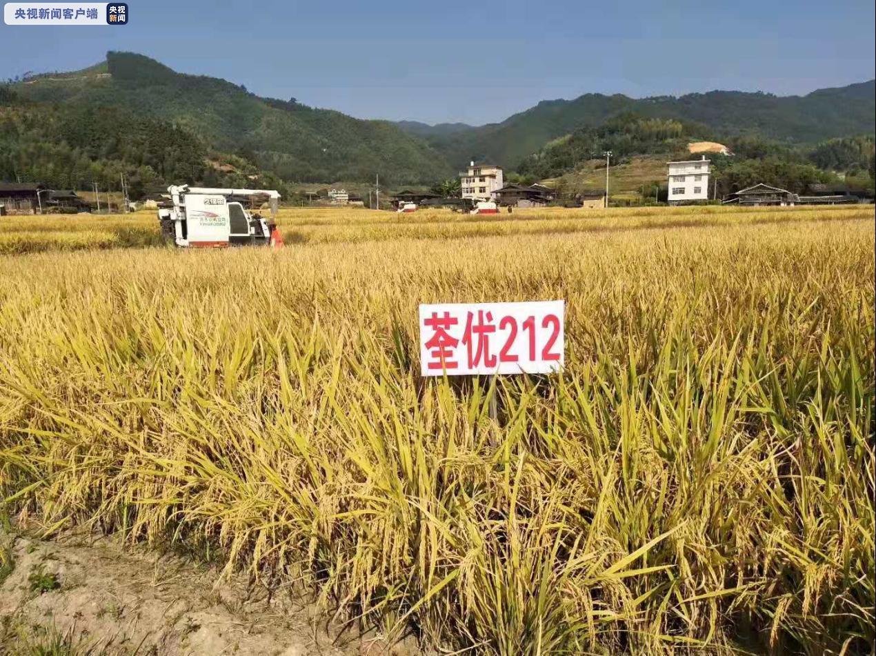 福建再添一超级水稻新品种