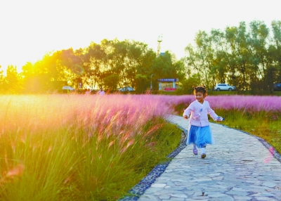 南京三桥生态公园粉黛乱子草成为江边美景，吸引了市民前去赏花。