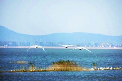 南京石臼湖迎来越冬小天鹅。 南京溧水区文旅局供图 