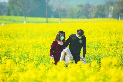 3月12日上午，第十四届中国·高淳国际慢城金花旅游节线上开幕。图为游客在高淳国际慢城油菜花田里游玩。 高淳国际慢城管委会 供图