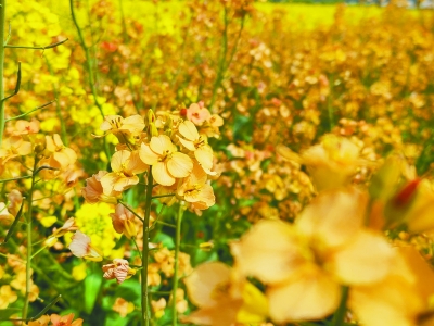 南京市浦口区永宁街道张圩社区的彩色油菜。  南京日报/紫金山新闻记者 王丽华 摄