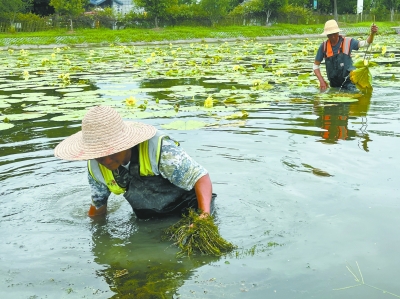 黄国安与队友正在睡莲池内清除杂草，身穿皮裤在一米深的水中，简单动作也变得更加艰难。 南京日报/紫金山新闻记者 鲁舒婷 摄