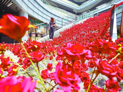 近日，市民在建邺吾悦广场玫瑰花瀑布前拍照打卡，记录浪漫一刻。  南京日报/紫金山新闻记者 段仁虎 摄