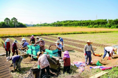 昨天，高淳桠溪街道的谷物种植家庭农场内，农户正在田间利用机械化育苗新模式进行水稻育秧。 南京日报/紫金山新闻记者 段仁虎 通讯员 高晓平 摄