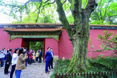 昨天是第23个国际生物多样性日，南京“古树名木保护公益支持项目”在钟山风景区启动。 南京日报/紫金山新闻记者 段仁虎 摄