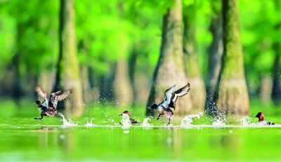 青头潜鸭在六合池杉湖湿地内嬉戏。南京日报/紫金山新闻记者 冯芃 摄