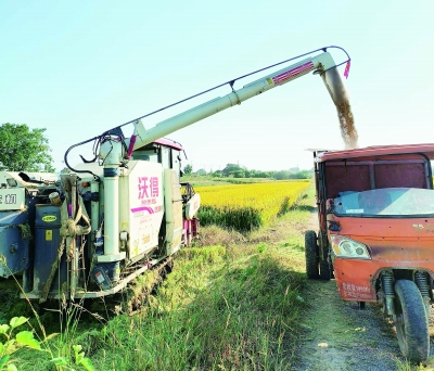 高淳区陈福明谷物种植家庭农场水稻正在收割。受访者供图