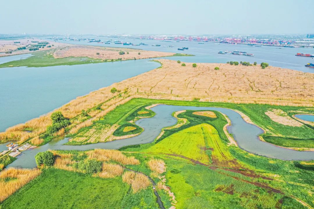 修复后的龙袍长江省级湿地公园。市绿化园林局供图