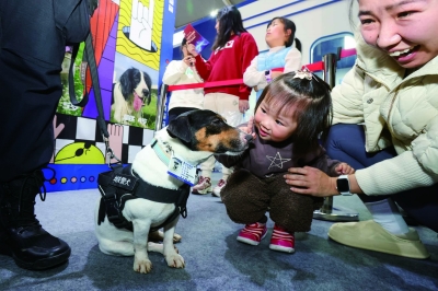 “超小号”的地铁警犬乖巧软萌。