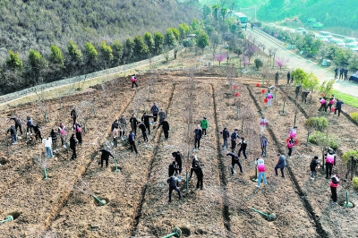 今年，众多市民、志愿者积极投身植树造林，为初春的大地增添了一片新绿。 南京日报/紫金山新闻记者 孙中元 摄