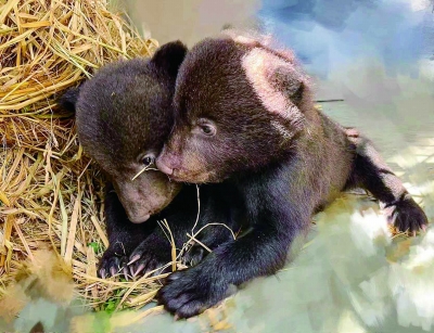 两只棕熊宝宝抱在一起。 通讯员 陈圆圆 南京日报/紫金山新闻记者 段仁虎 摄