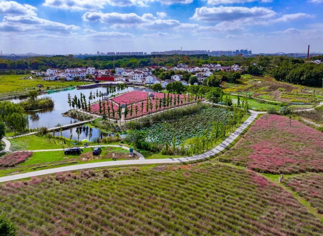 在雨花台区板桥街道永安社区，连片的粉黛乱子草与金黄的稻田构成一幅色彩斑斓的秋日画卷，吸引市民前来打卡。南京日报	/紫金山新闻记者 冯芃 摄