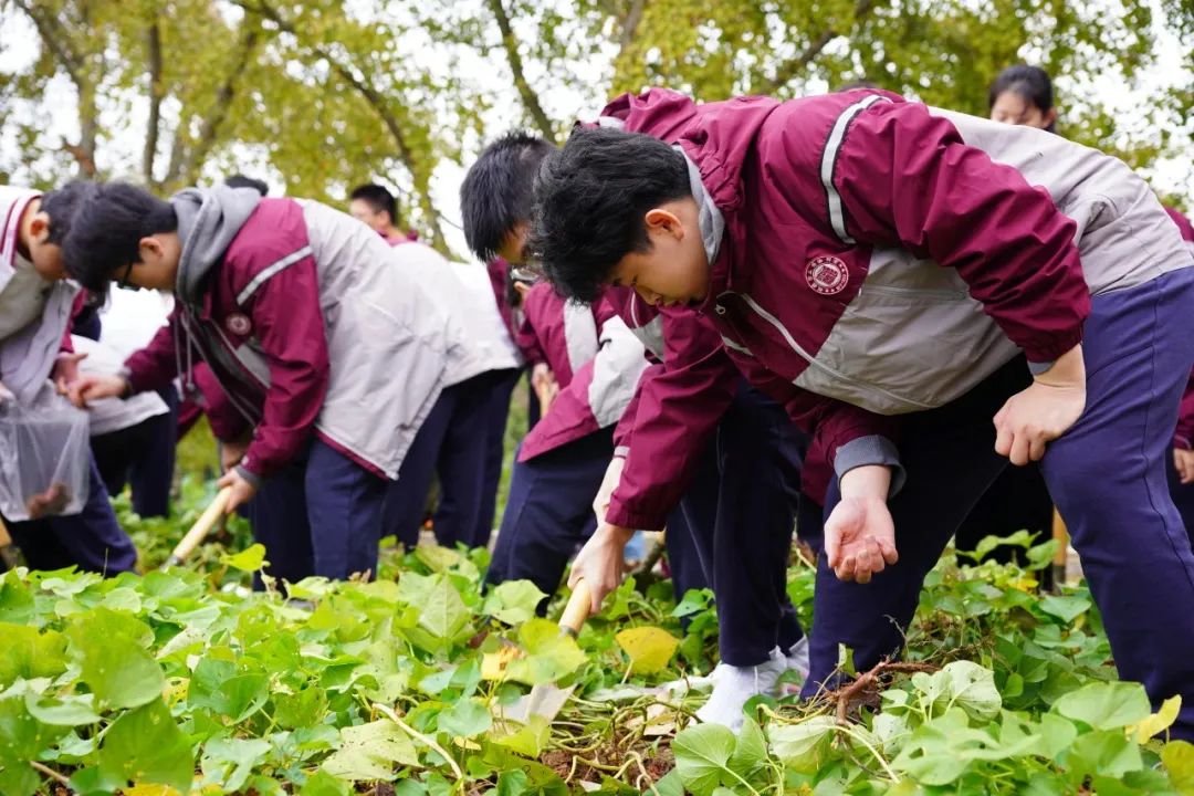 学生们在大金山国防园进行劳动实践。