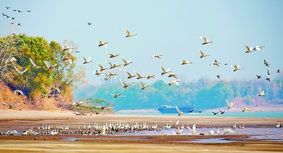 新济洲湿地公园长江沿岸，鸟儿展翅飞翔。吴俊摄/光明图片