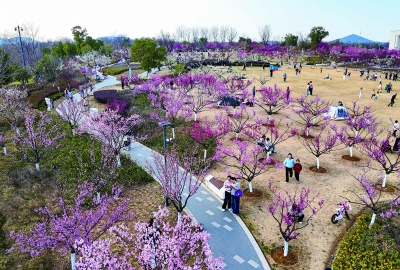   昨天，江北新區(qū)瑞龍郊野公園景美如畫。肆意綻放的梅花如云霞般燦爛，吸引眾多市民前來踏春游玩。 南京日報/紫金山新聞記者 孫中元 攝