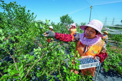溧水区白马镇曹家桥村蜜百乐蓝莓园，莓农在采摘丰收的蓝莓果（本报资料图 ）。 通讯员 朱红生 南京日报/紫金山新闻记者 戚珂嘉 摄