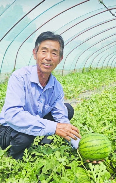 横溪瓜农于行阳在西瓜大棚里挑西瓜。南京日报/紫金山新闻记者 王怀艳 摄