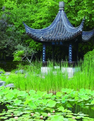 绿博园江苏园内，开在古典园林间的睡莲，富有江南韵味。 南京滨江公园供图