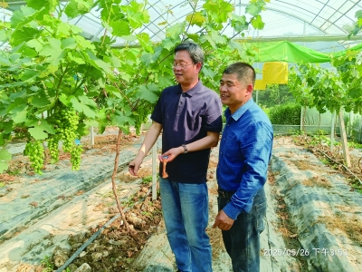 江苏省农科院专家吴伟民（左）在观察葡萄挂果情况。受访者供图