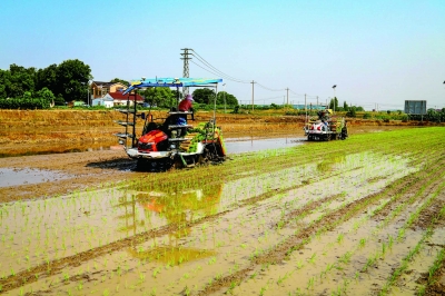 眼下正值夏稻种植关键期，高淳区桠溪都市现代农业产业示范园区内，插秧机往来作业。当地4万多亩水稻机械化插秧全面开启，街道每日投入100多台插秧机，预计6月20日左右将结束夏稻种植工作。 通讯员 高晓平 南京日报/紫金山新闻记者 段仁虎 摄