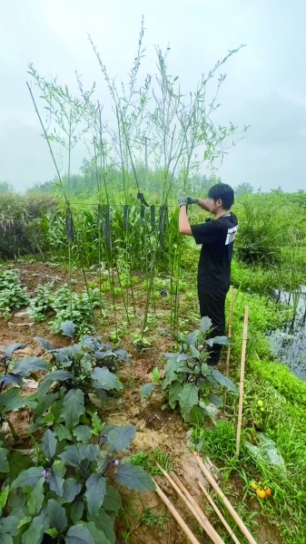 李飞凡在种菜。图片由采访者提供