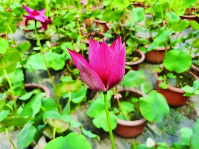 “秦淮渔火” 夺金点：花梗长，花色鲜红似点点渔火。 南京日报/紫金山新闻记者 刘全民 摄