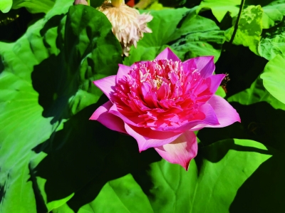 “星光闪烁” 夺金点：花瓣多，花期半年夜间仍绽放。 南京日报/紫金山新闻记者 刘全民 摄