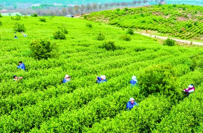 3月17日，溧水区晶桥镇芝山村曹庄富硒茶园绿意盎然，村民正忙碌在茶树间采摘富硒春茶。通讯员 朱红生 南京日报/紫金山新闻记者 戚珂嘉 摄