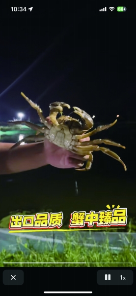 已4次脱壳的大闸蟹。受访者供图