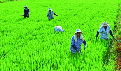 “零碳稻田”采用人工方式除草，不使用除草剂等化学药品，以保证生态系统的碳平衡。