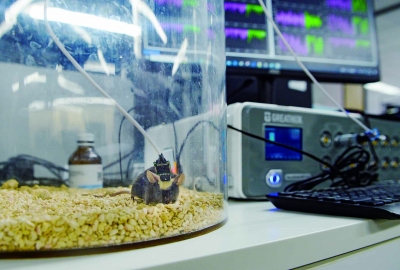 将小鼠与设备连接，研究人员即可通过查看小鼠的脑电波数据，进行产品调试。 南京日报/紫金山新闻记者 孙中元 摄