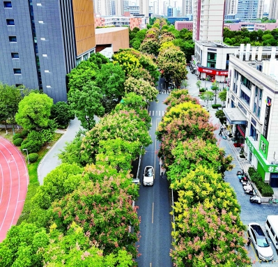 太清路栾花盛放，携来秋的韵味。 南京日报/紫金山新闻记者 孙中元 摄