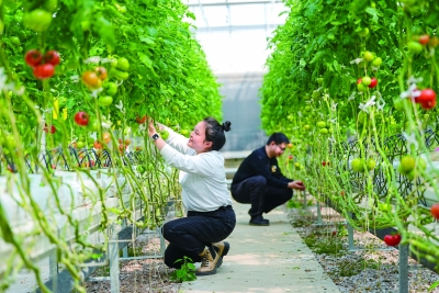 江宁区汤山街道的一处智慧玻璃温室︒南京日报/紫金山新闻记者 冯芃 摄