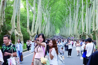 昨天是钟山风景名胜区交通优化提升首日，本报记者实地探访，长假首日景区迎来八方游客，在多部门通力协作守护下，景区内外交通秩序井然，市民游客出行文明有序。图为全国各地游客在陵园路步行道打卡留影。 南京日报/紫金山新闻记者 段仁虎
