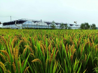 立友农机服务专业合作社种植基地水稻长势喜人。 南京日报/紫金山新闻记者 孙敬清 摄