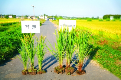 使用了木霉菌的水稻长势旺盛。学校供图