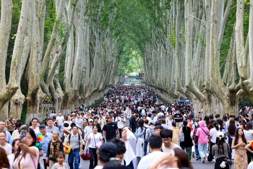 国庆假期，游客漫步陵园路。南京日报/紫金山新闻记者 段仁虎 摄