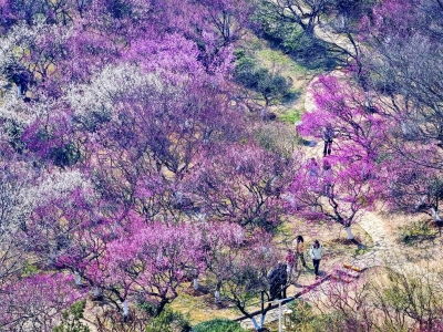2月3日，南京古林公园2500余株梅树盛放，吸引不少市民游客入园观赏打卡。 南京日报/紫金山新闻记者 段仁虎 摄
