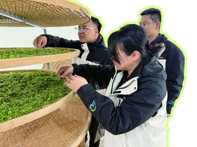 在江苏省（江宁）茶叶科技小院，省农科院3名科技人员正在查看茶叶摊放是否到位，为下一步杀青做准备。 南京日报/紫金山新闻记者 杜莹 摄