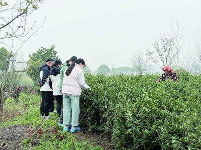 在江苏省（江宁）茶叶科技小院，省农科院科技人员正在指导采茶工如何规范采摘鲜叶。 南京日报/紫金山新闻记者 杜莹 摄