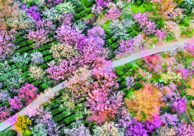 赏梅胜地南京梅花山的梅花整体进入盛花期。 