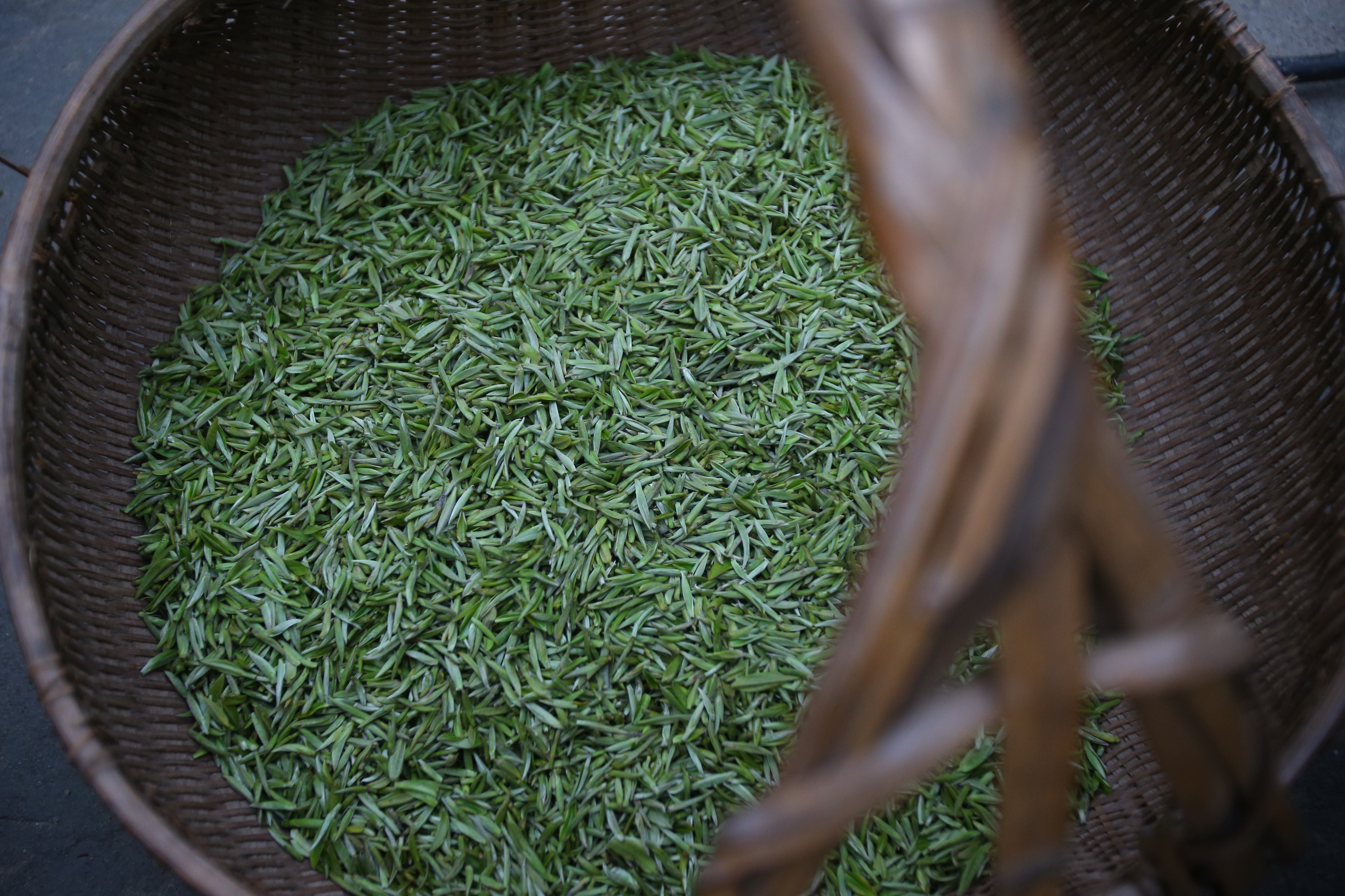 中山雨花茶图片