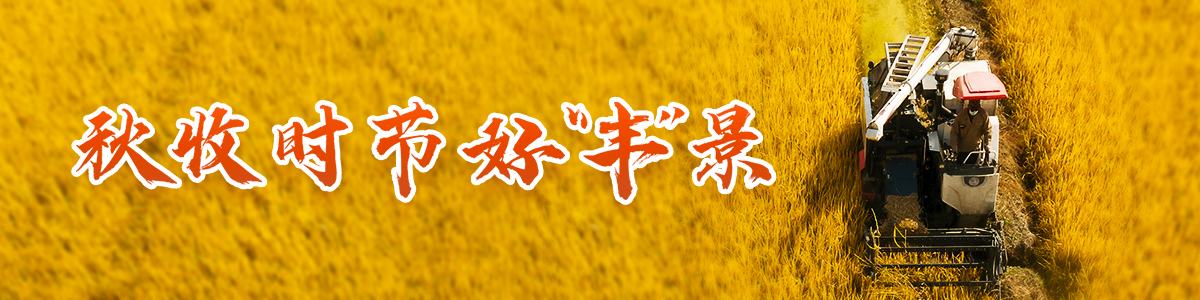 秋收时节好“丰”景