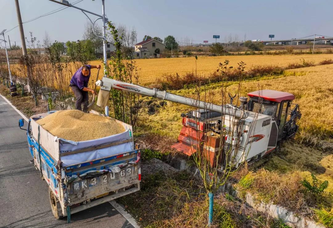 在南京市江北新区葛塘街道，江苏弘霖农业科技发展有限公司3000亩高标准农田正在收割。
