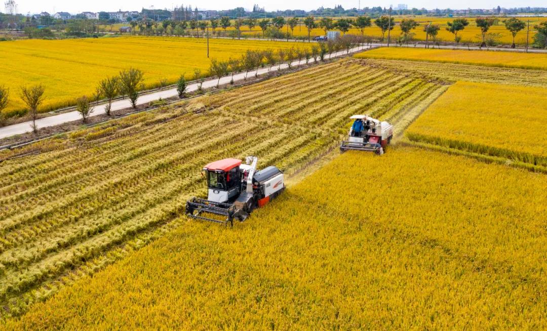 南京市江宁淳化现代农业示范园区在进行机械化收割，让丰收年里的水稻颗粒归仓。