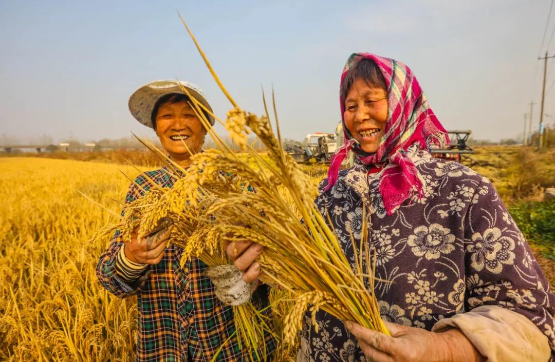 丰收之际，南京农户脸上挂满了笑容。