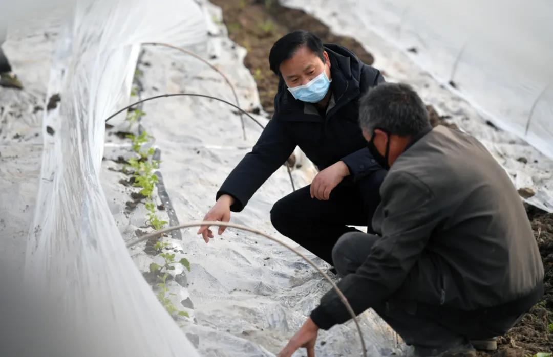 浦口区西甜瓜基地以星甸街道胡守兴家庭农场为核心，辐射带动多个新型经营主体。通讯员 滕宏飞 南报融媒体记者 姚强 冯芃 摄