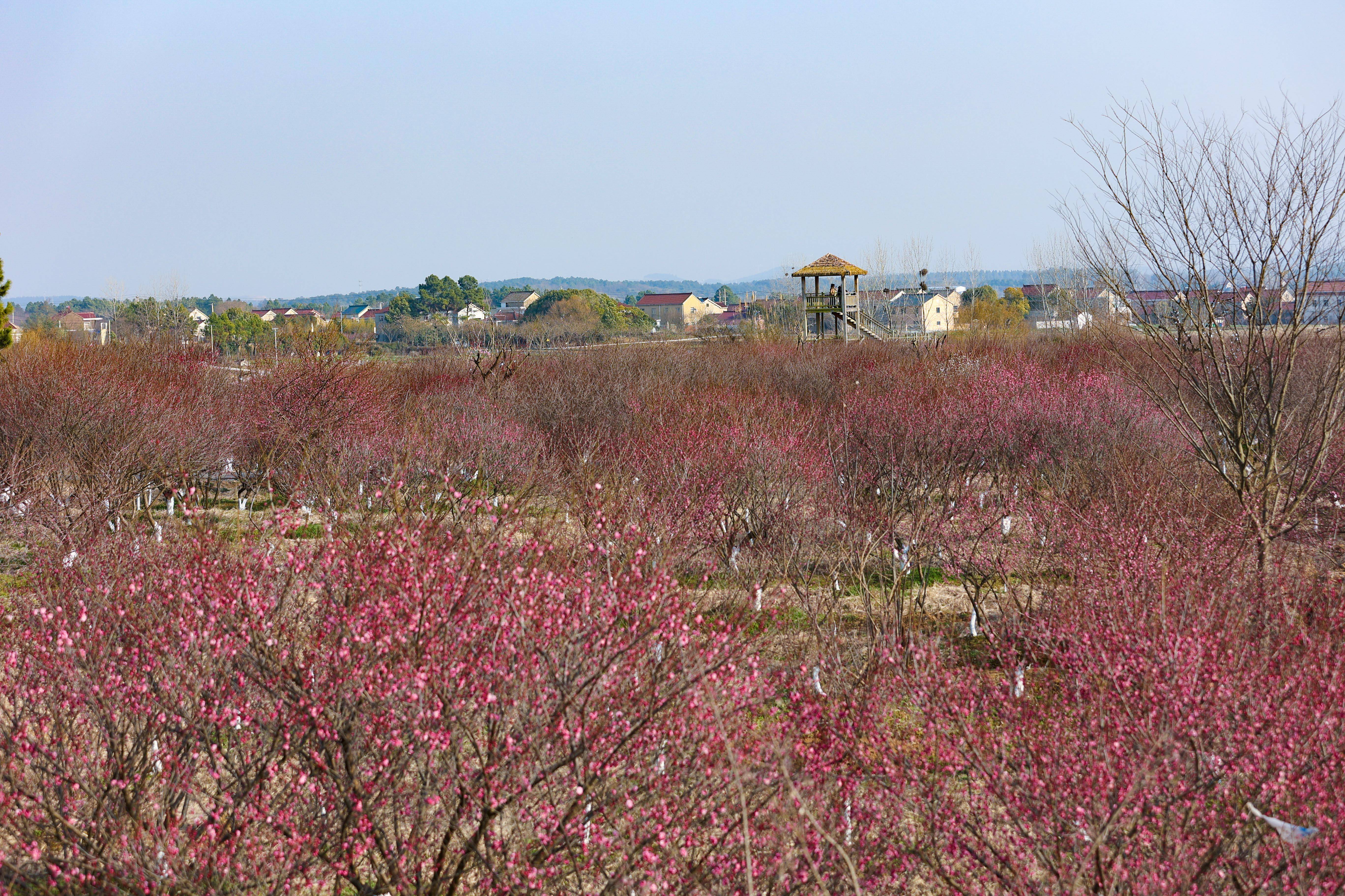 3月5日是惊蛰节气,溧水秦淮梅园迎来了盛花期,漫山遍野的梅花姹紫嫣红
