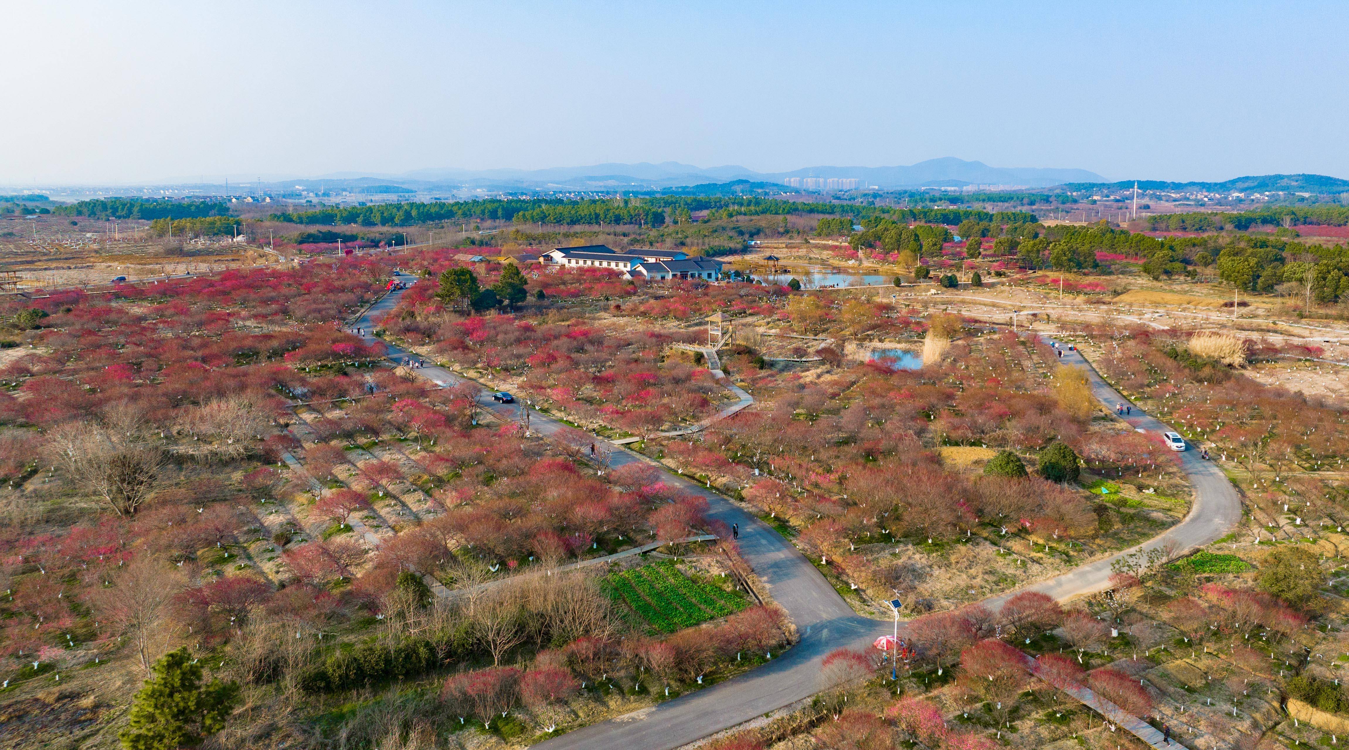 万亩梅园香似雪